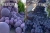 pol_pl_Kalisan-Shine-Nablyszczacz-do-Balonow-lateksowych-570ml-10421_6.jpg